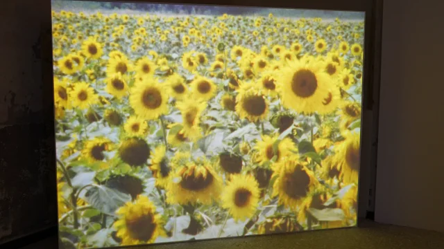 Plein Soleil De Renava Off Bonifacio Tournesols