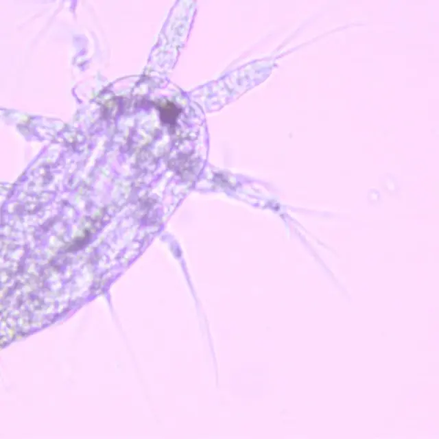 3 Observez Linvisible