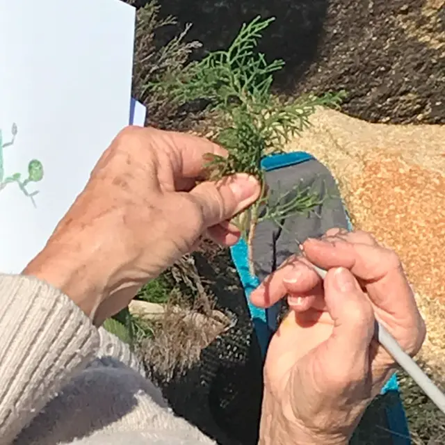 7 Atelier Botanique Inedite Observez Etudiez Dessinez 2