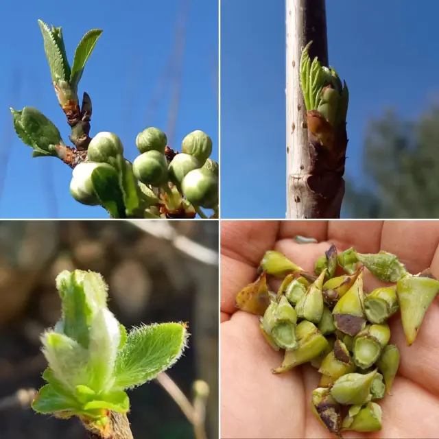 8 Initiation A La Medecine Des Bourgeons 1