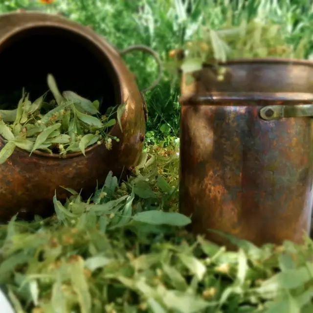 9 Atelier De Distilliation De Plantes Aromatiques