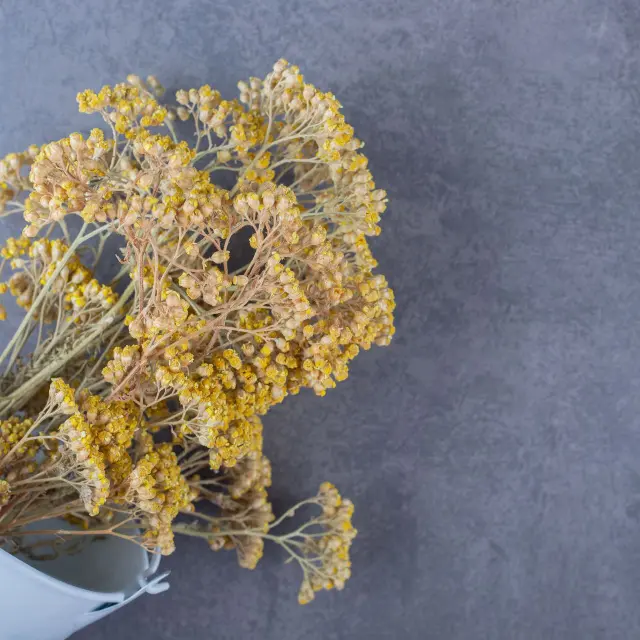 Immortelle-Plante-Bonifacio