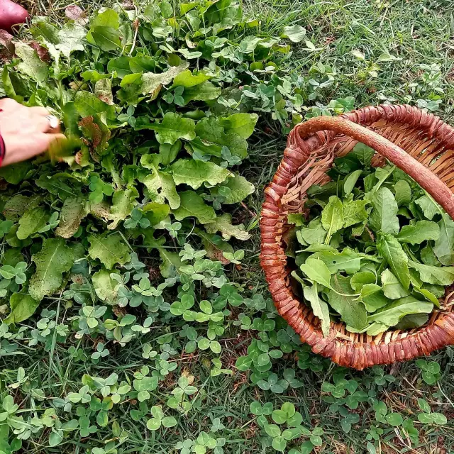 Panier-Plantes-Bonifacio