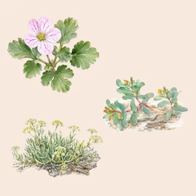 Fleurs Bonifacio