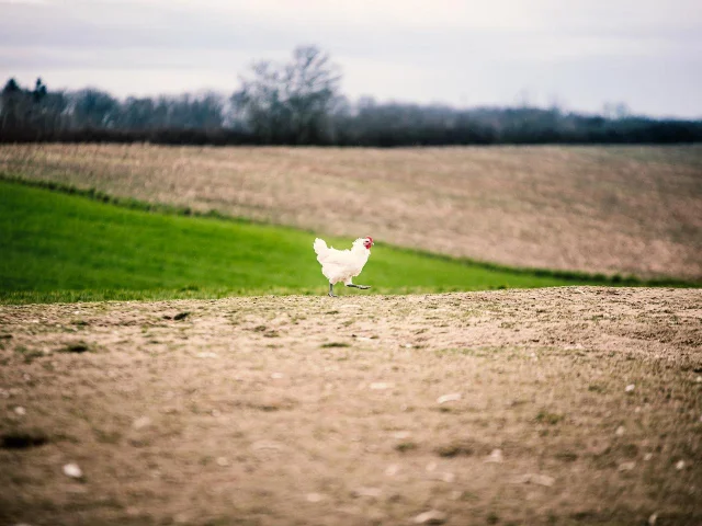 Ce poulet de Bresse profite du plein air