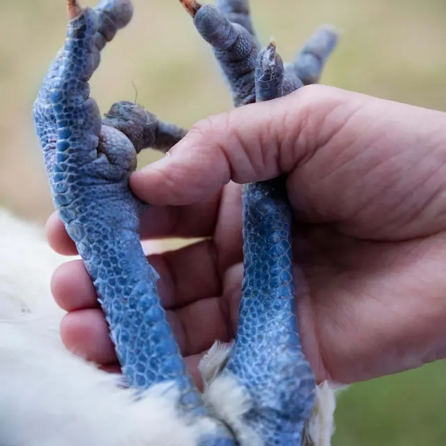 Le boulet de Bresse doit avoir des pattes bleues pour obtenir son AOP.
