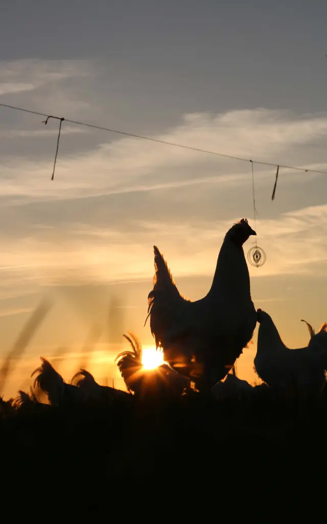 Volaille de bresse au coucher du soleil, élevage en plein air. Toutes les infos sur le poulet de bresse via l'Office de tourisme Bourg en Bresse destinations