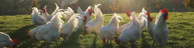 Poulets de Bresse