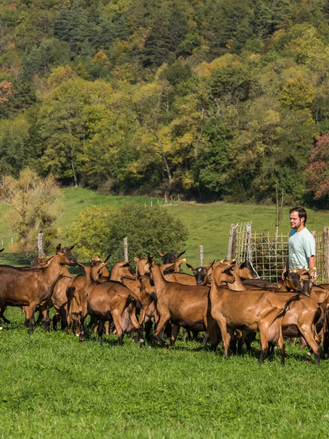 Troupeau de chèvres et son berger