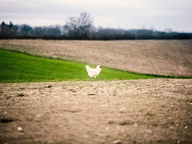 Ce poulet de Bresse profite du plein air