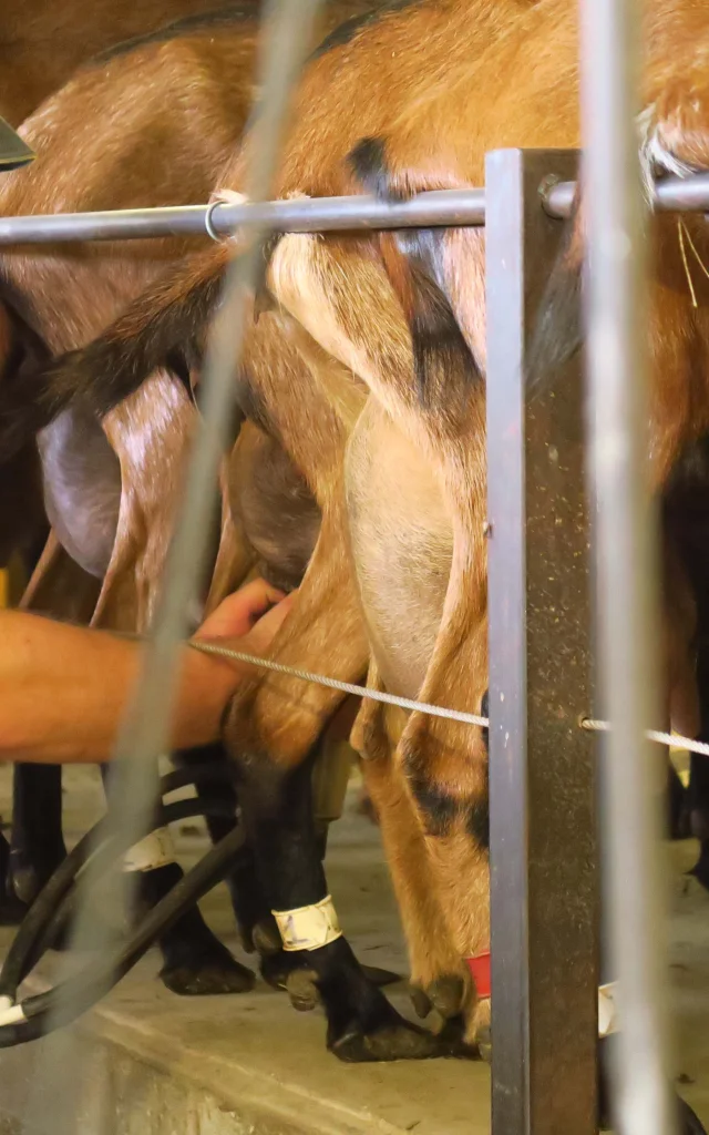 Ferme du Pré Chevrier