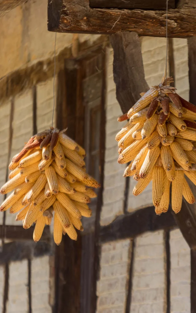 Gerbe de maïs, Ferme bressane en pan de bois