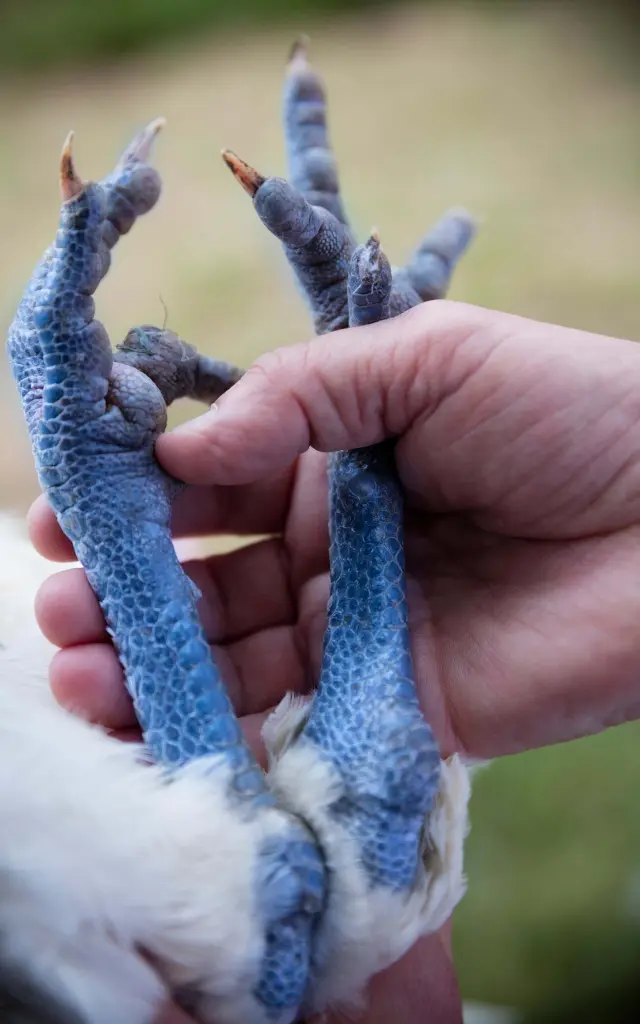 Pattes du Poulet de Bresse