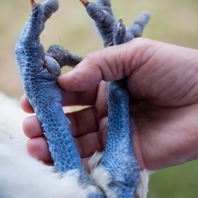 Le boulet de Bresse doit avoir des pattes bleues pour obtenir son AOP.