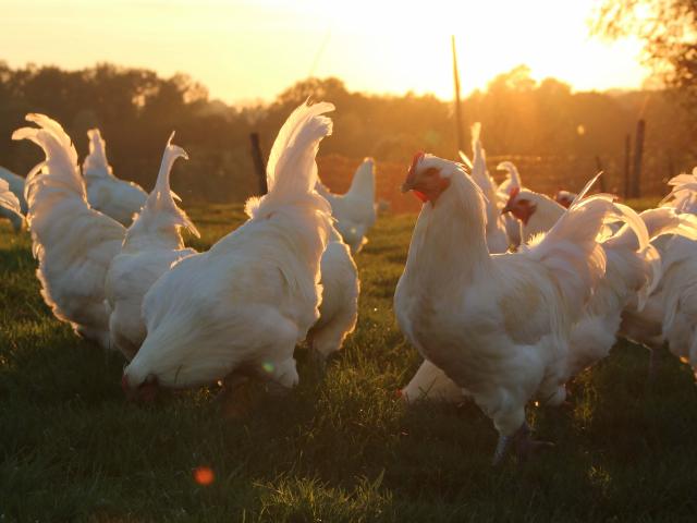 Poulets de Bresse Soleil couchant