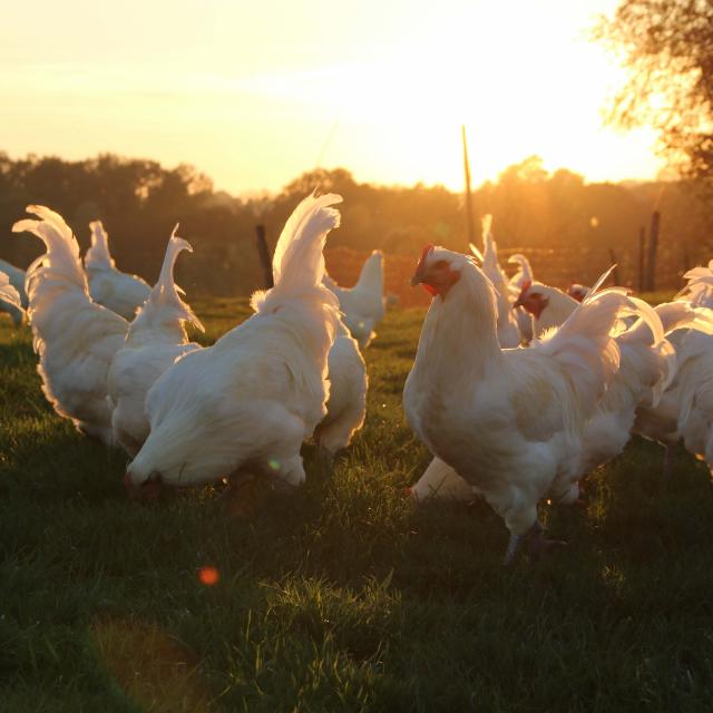 Poulets de Bresse Soleil couchant