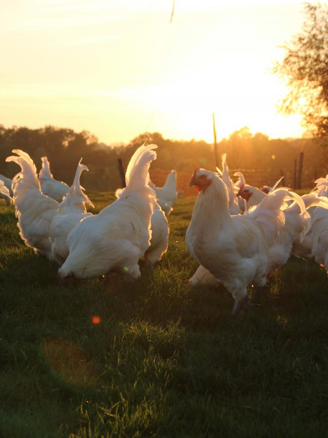 Poulets de Bresse Soleil couchant