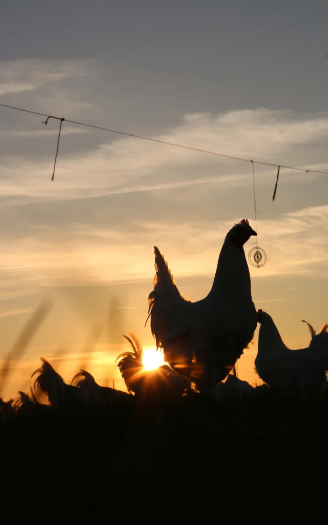 Volaille de bresse au coucher du soleil, élevage en plein air. Toutes les infos sur le poulet de bresse via l'Office de tourisme Bourg en Bresse destinations