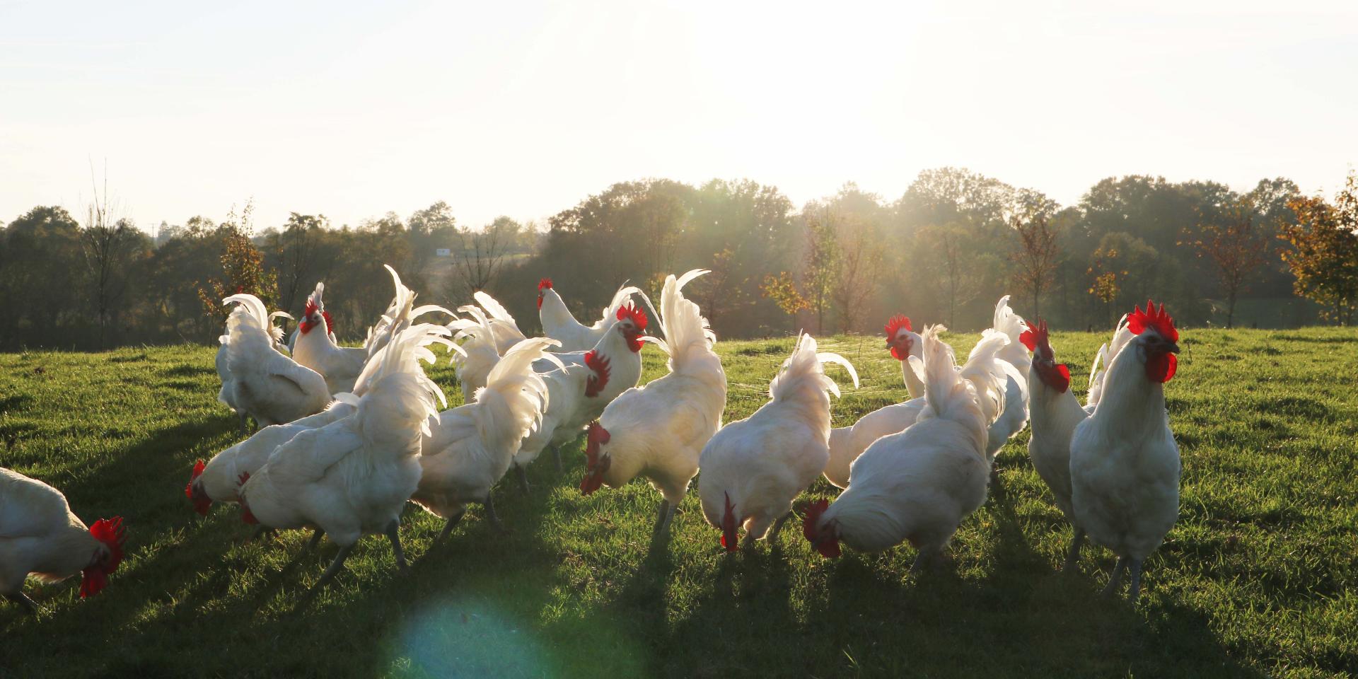 Poulets de Bresse