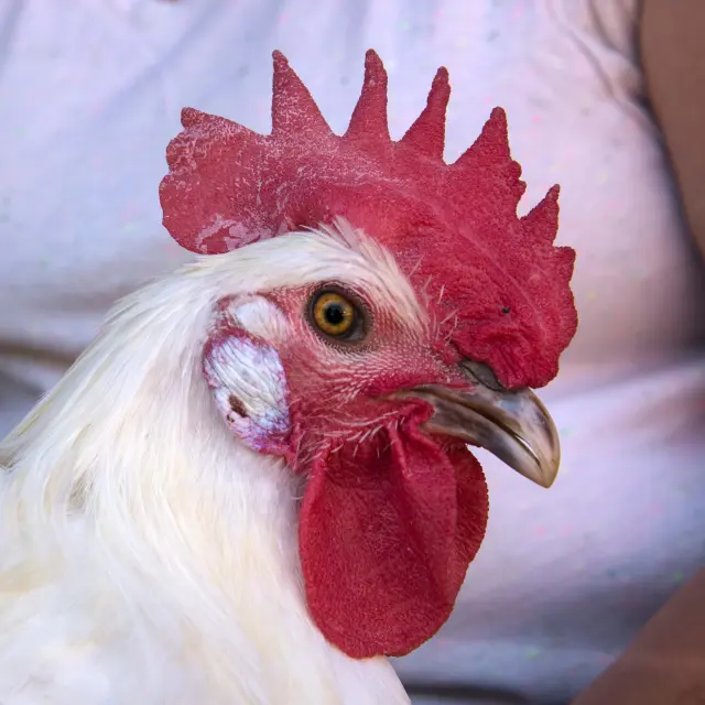 Portrait Poulet de Bresse AOP