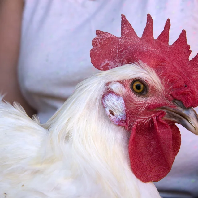 Portrait Poulet de Bresse AOP
