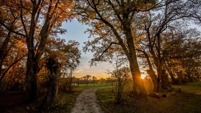 Bocage Bressan du Sougey
