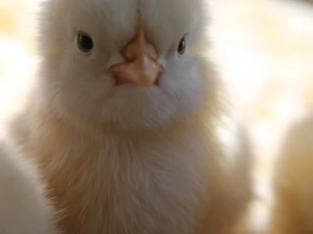 Un poussin de bresse