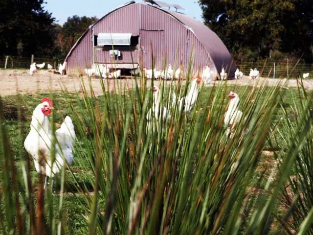 Les poulets de Bresse doivent être élevés en plein air pour respecter l'Appellation d'Origine Protégée.