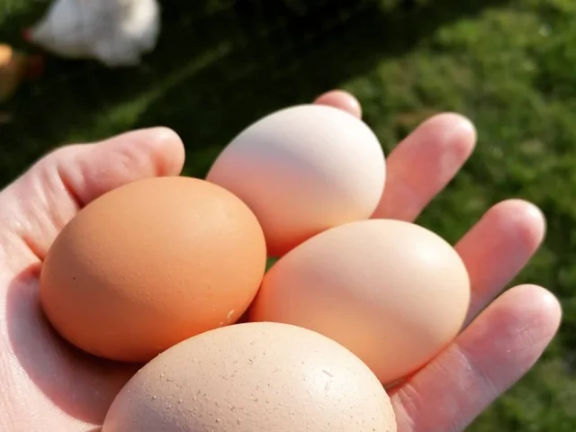 Des oeufs de poule de Bresse renferment la prochaine génération de poulets de Bresse