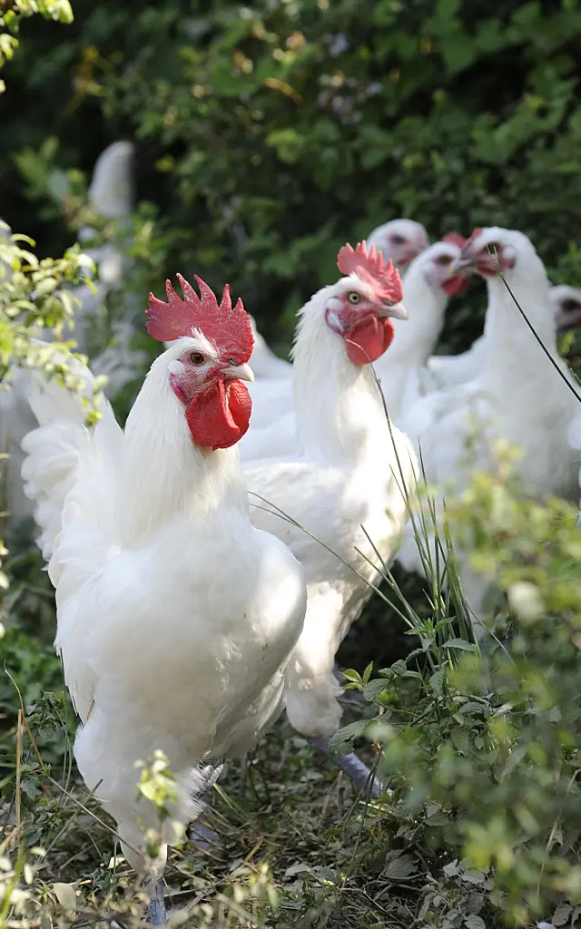 Elevés en plein air, ces poulets de Bresse profitent d'une vie agréable.