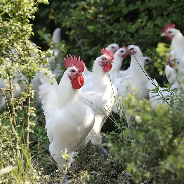 Elevés en plein air, ces poulets de Bresse profitent d'une vie agréable.