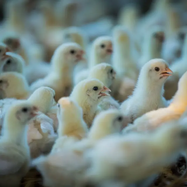 Elevage de poulet de Bresse pour une viande de qualité. Petits poulets deviendronts grands.