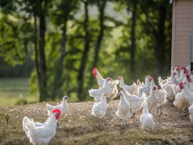 Plusieurs poulets peuvent sortir pour profiter de la douceur du climat bressan. Les poulets de Bresse doivent être élevés en plein air.
