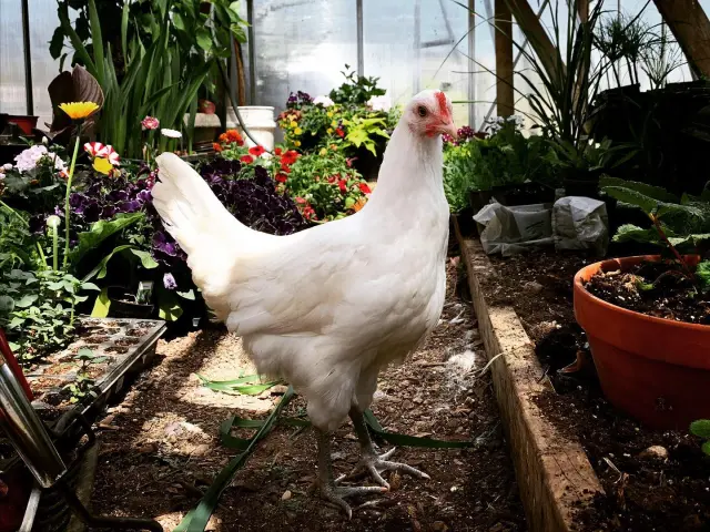 Découvrez les conditions d'élevage du poulet de Bresse AOC depuis 1957. Toutes les informations grâce à votre office de tourisme Bourg en Bresse destinations.
