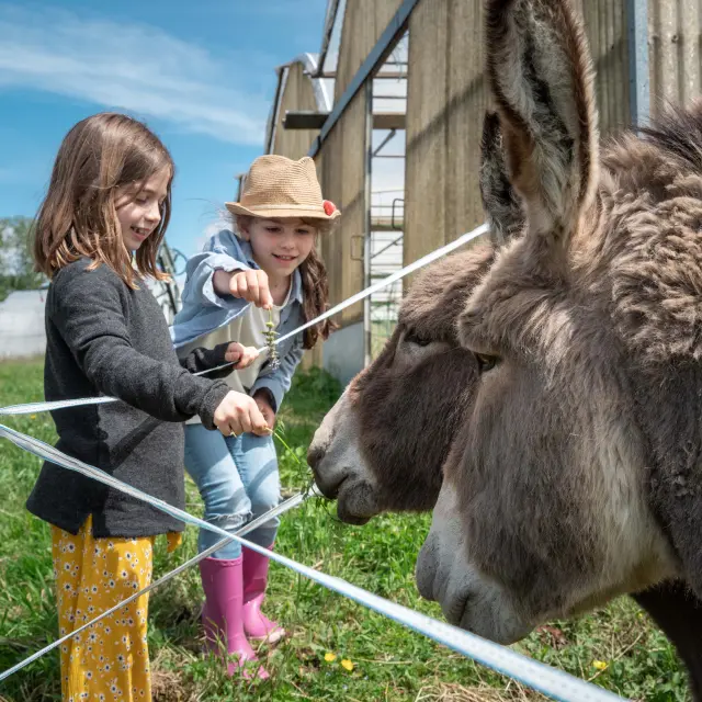 Deux enfants et deux ânes