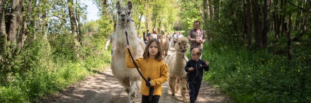 Balade Lamas