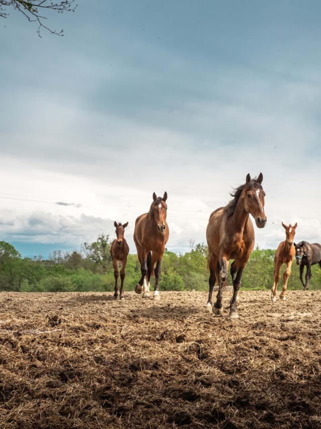 Chevaux au galop