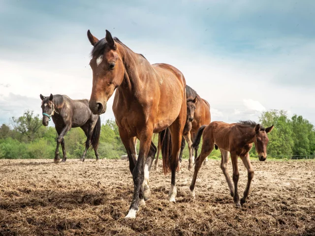 Chevaux au trot