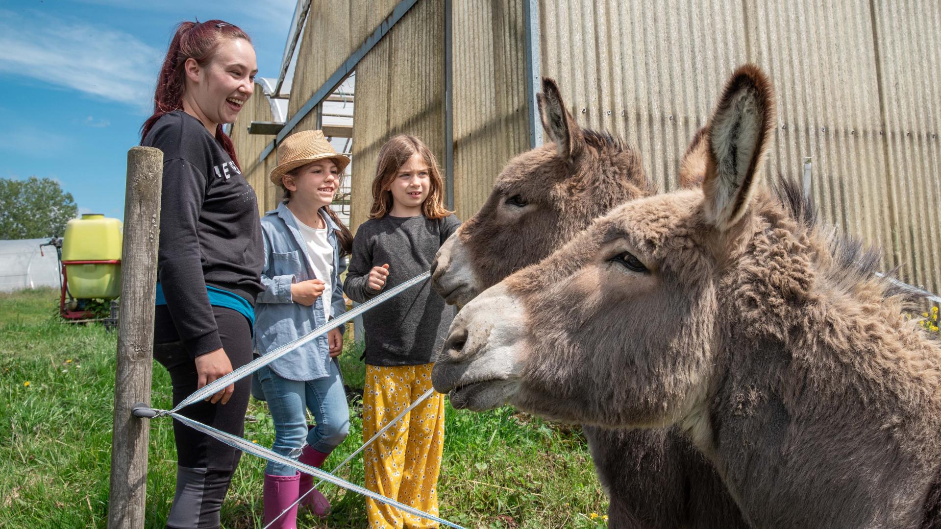 Animaux et visiteurs