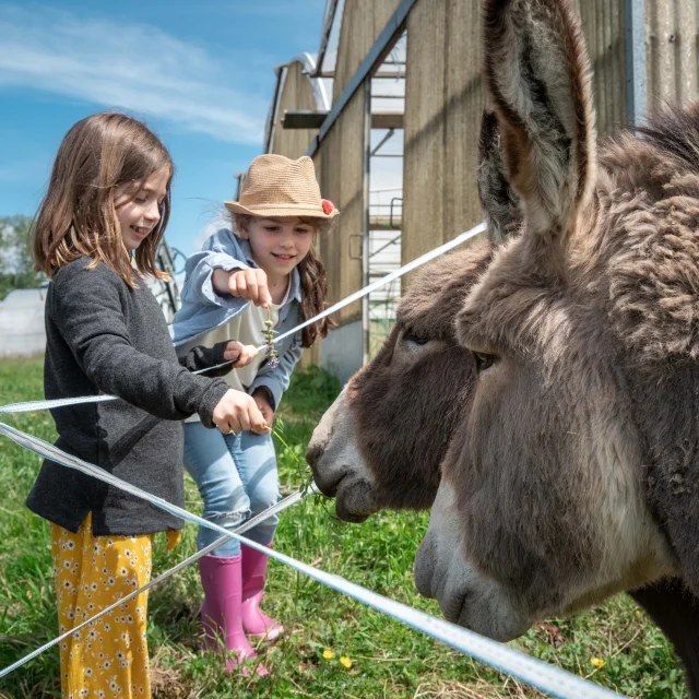 Deux enfants et deux ânes