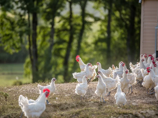 Plusieurs poulets peuvent sortir pour profiter de la douceur du climat bressan. Les poulets de Bresse doivent être élevés en plein air.
