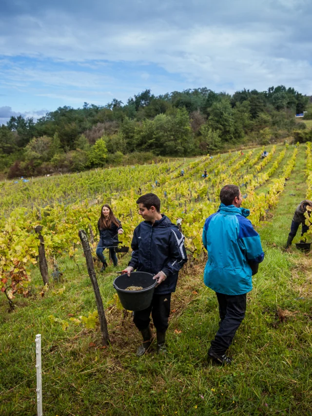 vendanges dans le Revermont
