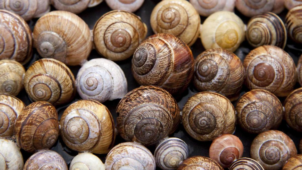 Beurre D Escargot Facon Grand Mere Escargots au beurre persillé | Bourg-en-Bresse destinations – Office de