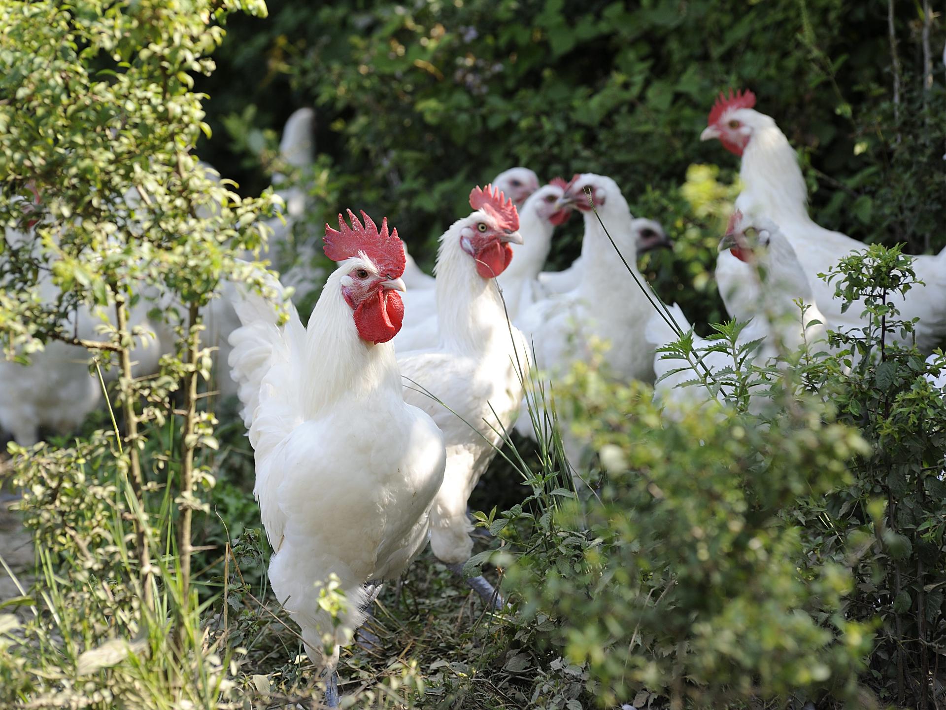 Find Out All About Bresse Poultry Bourg En Bresse Destinations