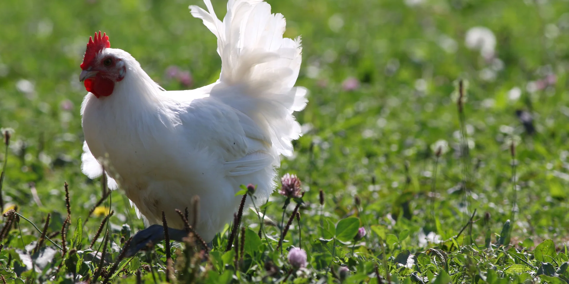 Un poulet de Bresse en liberté dans le bocage bressan - Office de Tourisme Bourg-en-Bresse destinations