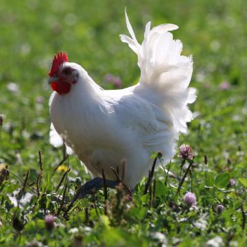 Find Out All About Bresse Poultry Bourg En Bresse Destinations Tourist Office