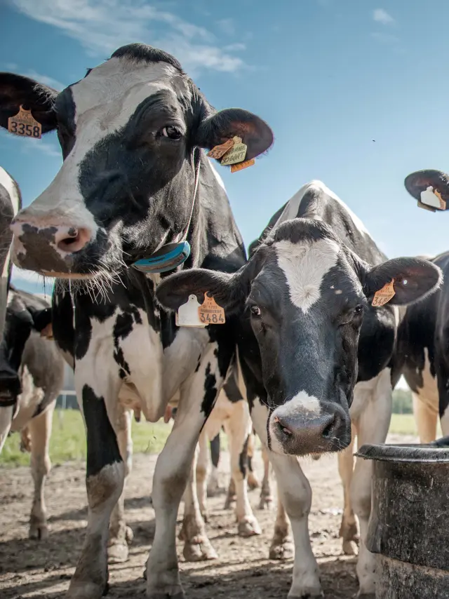 Troupeau de vaches laitières