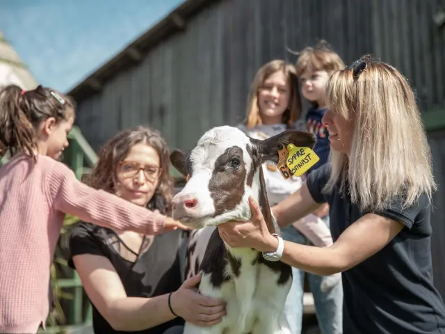 Petit veau entouré d'enfants et d'adultes