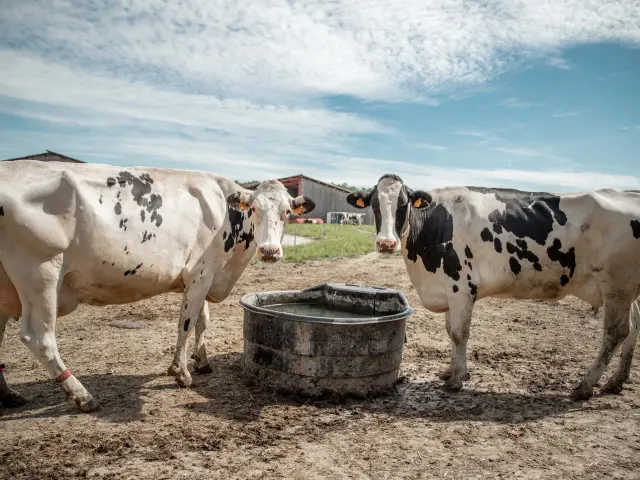 Vaches laitières