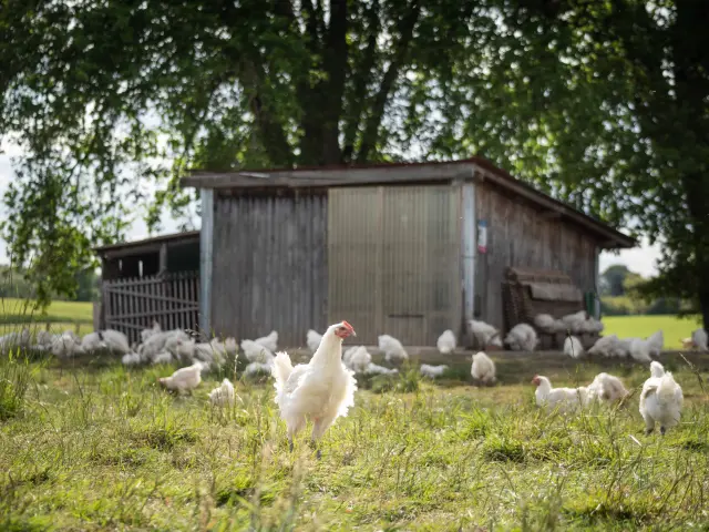 Volailles de Bresse en extérieur
